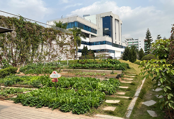 A garden behind an office building (photo)